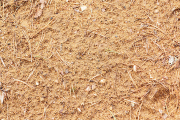 Texture of the forest floor - sand and pine needles