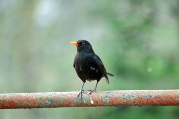 Blackbird Turdus Merula Sitting on Railing