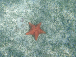 Fototapeta na wymiar Estrella de mar