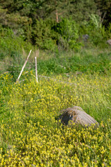 fresh green summer forest foliage with tree trunks