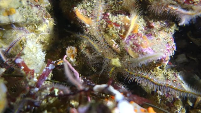Underwater: Bristle worms on Rocks on the Bottom of the Ocean in Monterey, California
