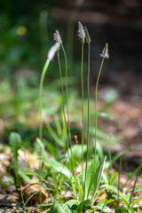fresh green summer forest foliage with tree trunks