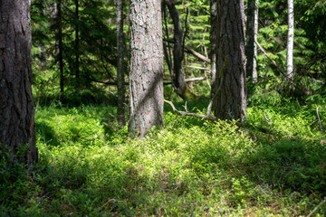 fresh green summer forest foliage with tree trunks