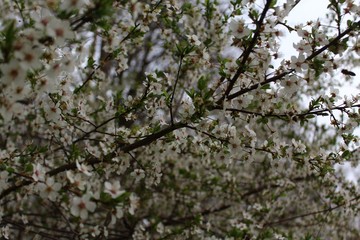 Frühlingsblüten
