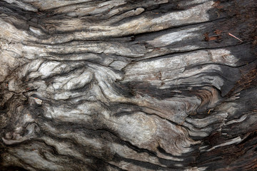 Weathered Driftwood Log