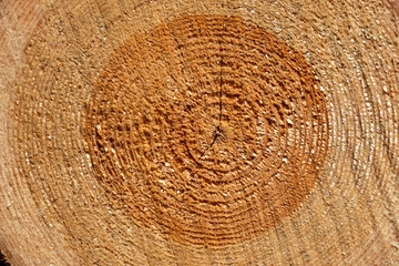 Naklejka premium cut down tree trunks woodlog in forest in piles