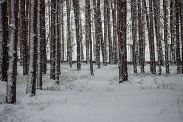 deep snow in forest in winter