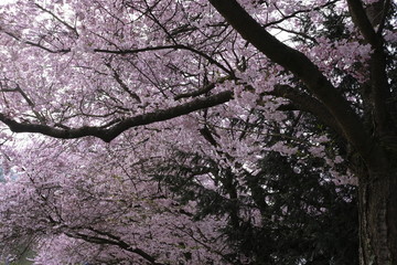 Prunus serrulata kanzan sakura