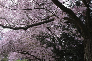 Prunus serrulata kanzan sakura