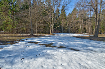 Springtime in the woods.Shines warm the sun.