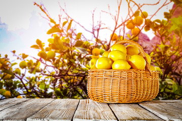 Fresh lemon fruits and blurred background of tree 