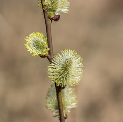 Flowering willow twigs on a bright sunny spring day.