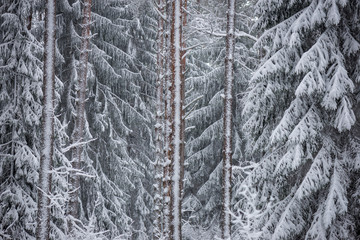 deep snow in forest in winter