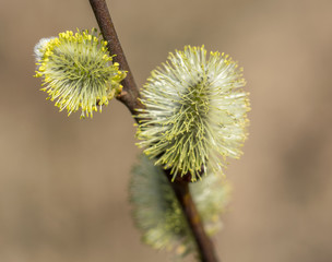 Flowering willow twigs on a bright sunny spring day.