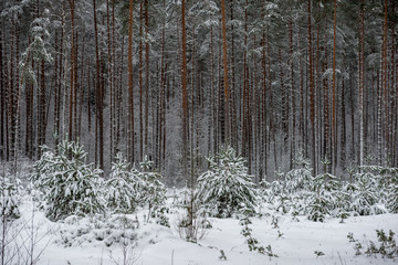 deep snow in forest in winter