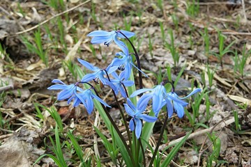 Blue snowdrops flowers in spring, closeup