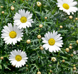 Fototapeta premium field of daisies and background