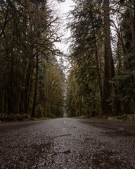 Obraz premium PNW Forest Road