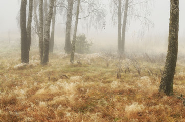 Obraz premium Foggy morning in autumn .