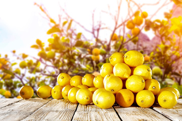 Fresh lemon fruits and blurred background of tree 