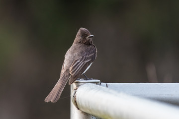 Small and adorable Olive sided Flycatcher bird perched and alert on a rusty handrail.