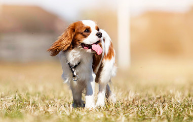 Cavalier King Charles Spaniel dog on the grass - obrazy, fototapety, plakaty