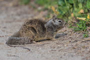 Resourceful and furry Ground Squirrel cautiously crossing sandy trail while remaing concealed behind low shrubbary.