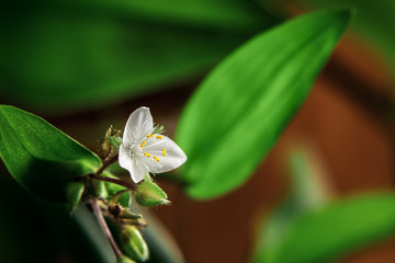 Single white flower of house plant tradescantia albiflora on a brown background, place for text, copy space