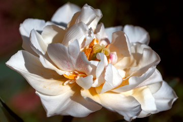 Fototapeta na wymiar Beautiful white tulip details outside in nature