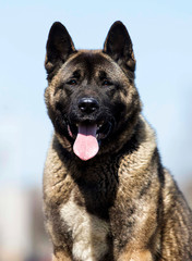 portrait of an adult American Akita dog