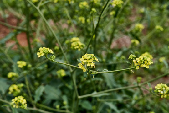 London Rocket (Sisymbrium irio) flower bloom macro background