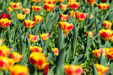 Beautiful field of red & yellow tulips