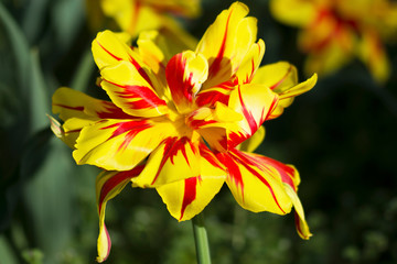 Obraz premium Close-up of a beautiful red & yellow tulip details outside in nature
