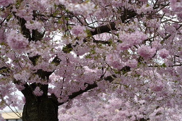 Sakura blossom tree with cherry tree