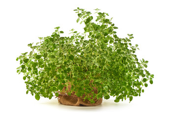 Fresh Marjoram (Origanum majorana) bush in a pot, oregano, close-up, isolated on white background
