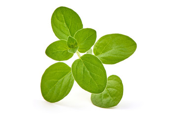 Fresh sweet marjoram branch, oregano, close-up, isolated on white background