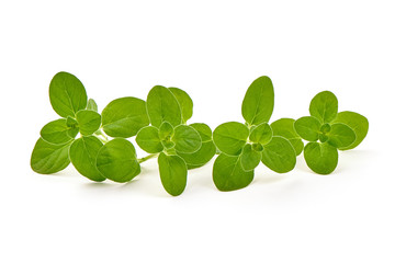 Twigs of sweet oregano or marjoram, close-up, isolated on white background