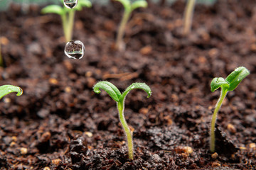 Watering young seedlings of tomatoes in in container. Plant care concept