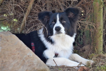 Black and white border collie