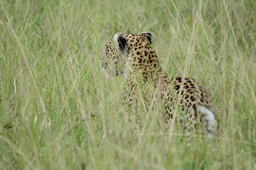Portrait Leopard in serengeti in Tanzania