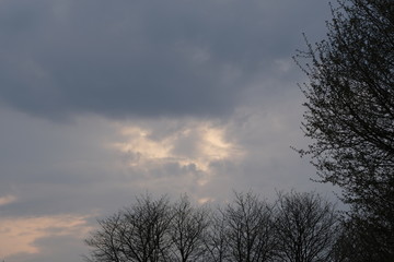 Obraz premium Sky in the evening and tree