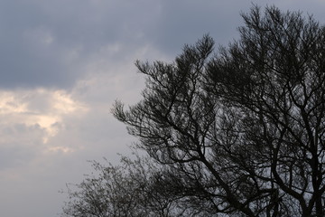 Tree skies backlight nature environment