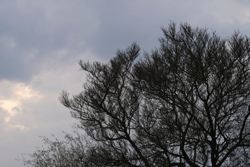 Tree skies backlight nature environment