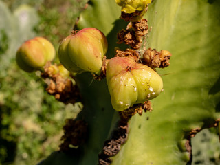 Close up of growing prickly pears