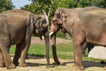 Elephas maximus - Indian elephant