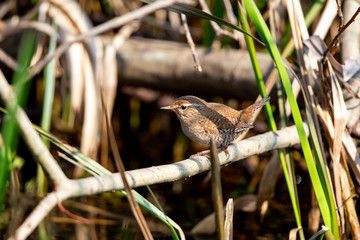 Eurasian wren (Troglodytes troglodytes) in the nature protection area Moenchbruch near Frankfurt, Germany.