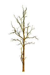 Dead tree or dried tree isolate on white background.Clipping path.