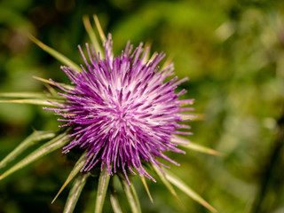 Close up of a purple thistle flower