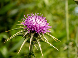 Close up of a purple thistle flower