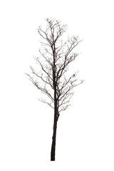 Fototapeta na wymiar Dead tree or dried tree isolate on white background.Clipping path.